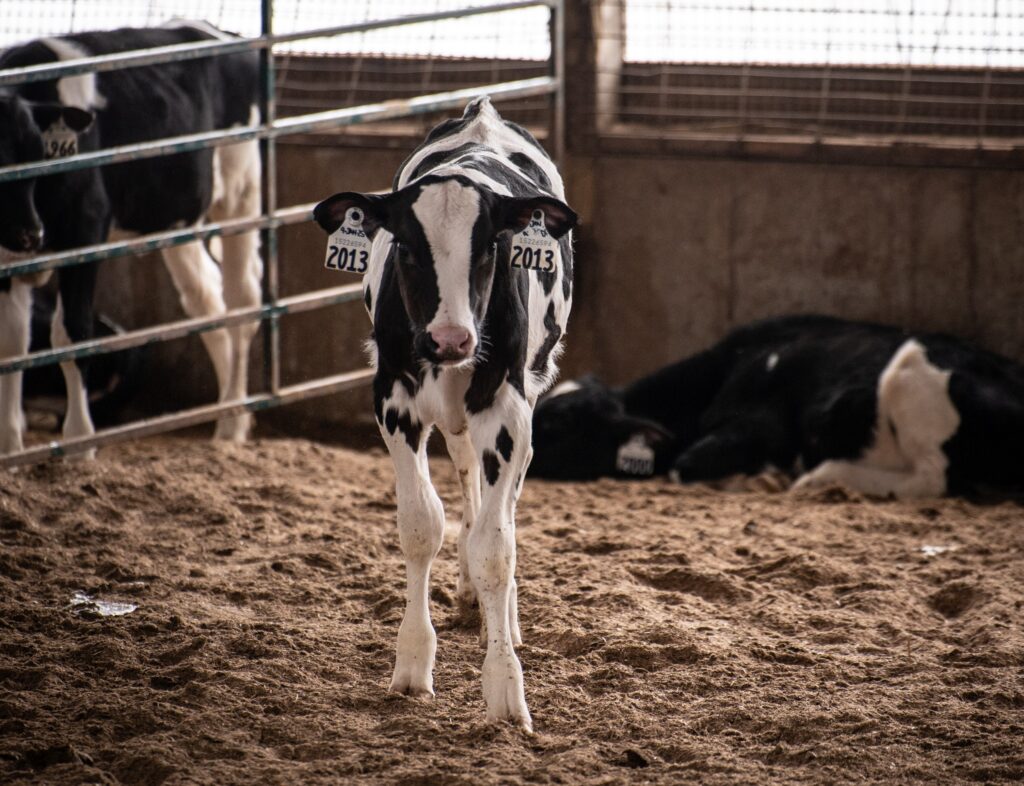Dairy calf in the barn