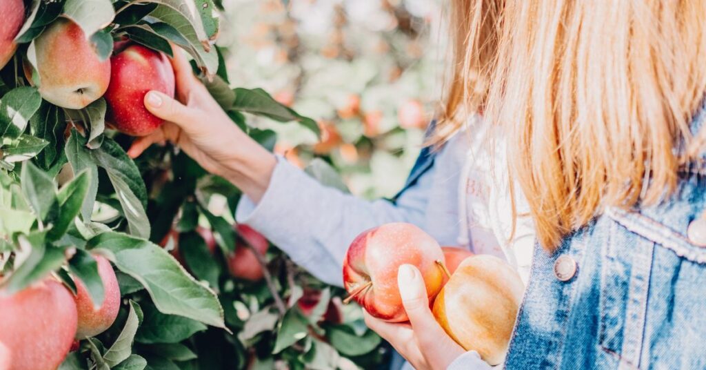 woman picking apples