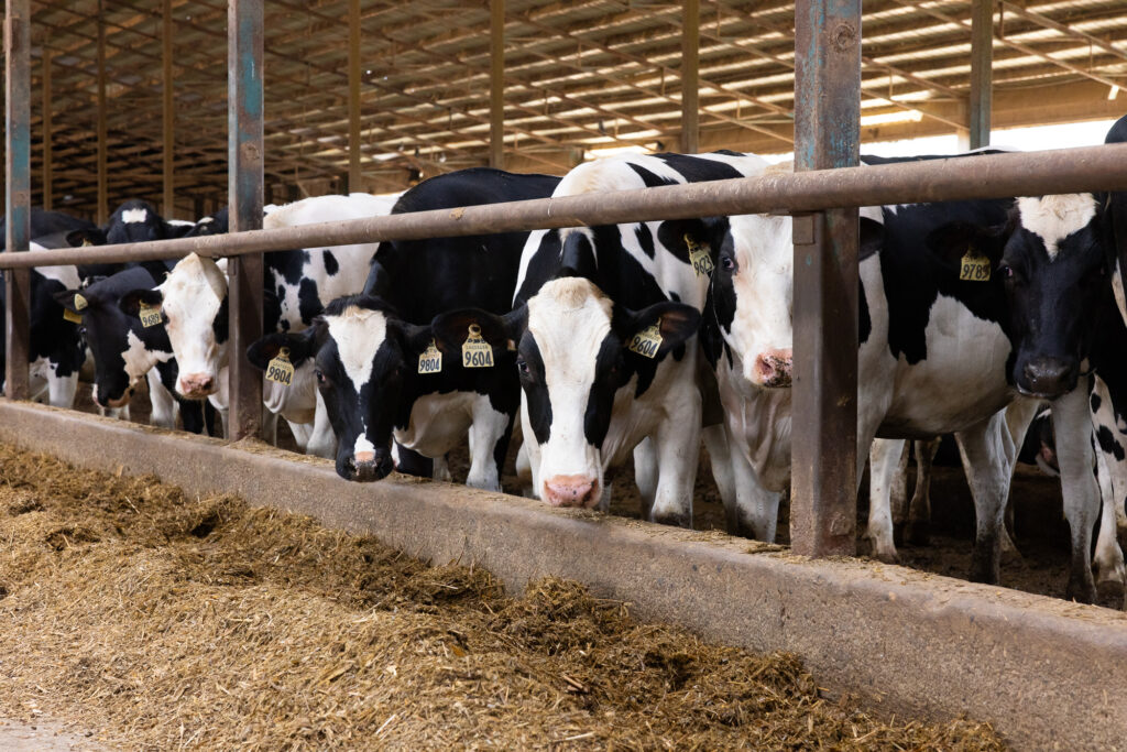 Dairy cows at the farm